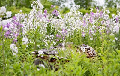 Close-up of flowers on field