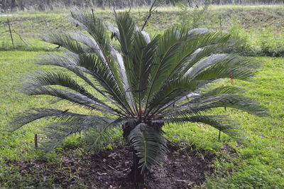 Palm trees on field