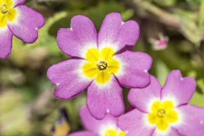 Close-up of pink flower