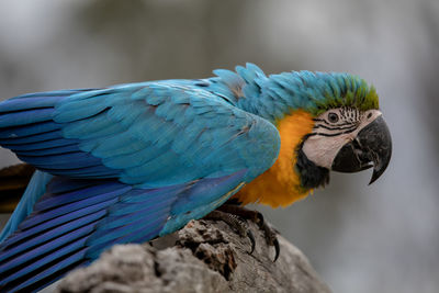 Close-up of blue parrot perching