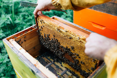 Midsection of beekeeper holding beehive tray 