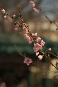 Close-up of plant