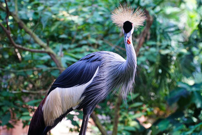 Close-up of heron