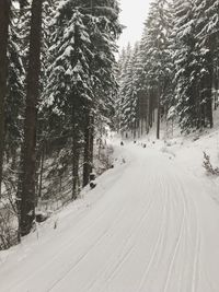 Snow covered road amidst trees in forest