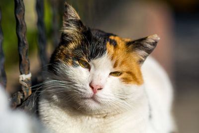 Close-up portrait of cat