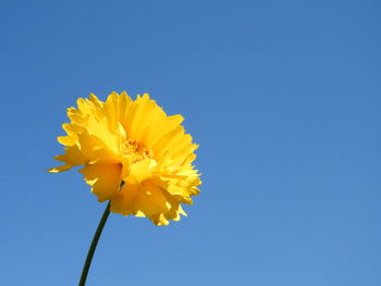 Low angle view of yellow flowering against clear blue sky