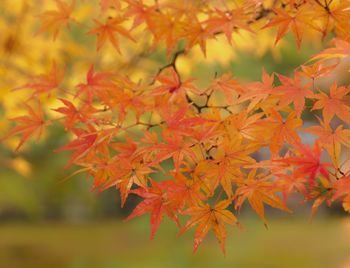 Close-up of maple leaves on plant during autumn