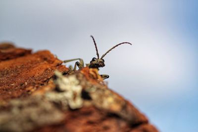 Close-up of insect on rock