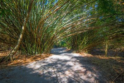 Scenic view of trees against sky