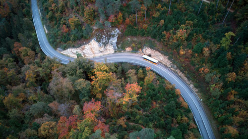 High angle view of trees in forest