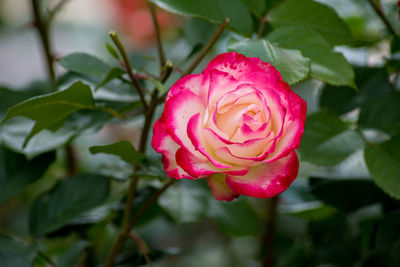 Close-up of pink rose