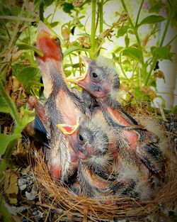 Close-up of bird in nest