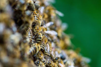 Close-up of bee on leaf