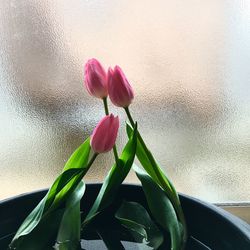 Close-up of pink flower