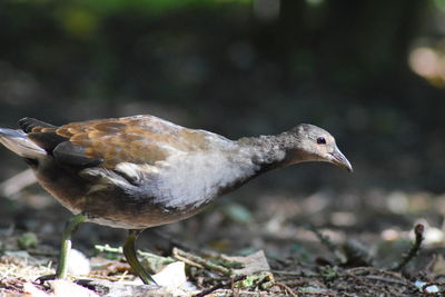 Close-up of bird perching outdoors