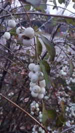 Close-up of white fruits on tree