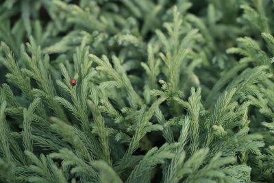 Close-up of insect on plant
