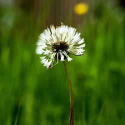 Close-up of white dandelion flower