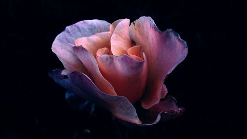 Close-up of rose blooming against black background