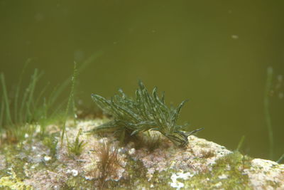 Close-up of dead plant in sea