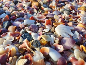 Full frame shot of seashells on pebbles