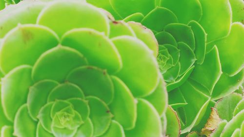 Full frame shot of green plant