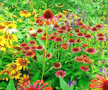 High angle view of red flowering plant on field