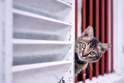 Portrait of cat peeking through window