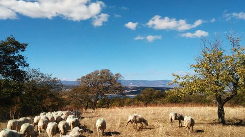 Sheep grazing on field against sky