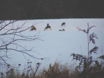 View of birds flying against the sky