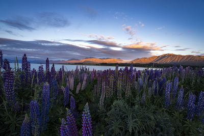 Scenic view of field against sky during sunset