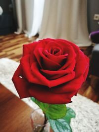 Close-up of rose bouquet