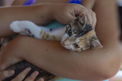 Midsection of person holding cat