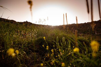 Scenic view of field against clear sky during sunset