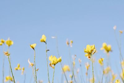 Close-up of yellow flowers blooming on field against clear sky