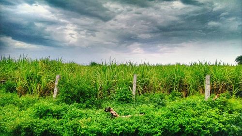 Scenic view of field against cloudy sky