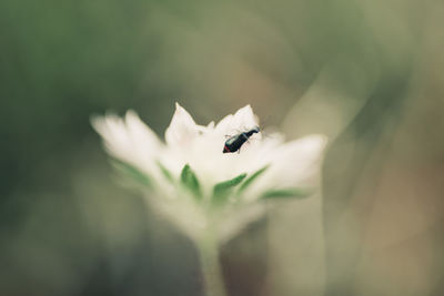 Close-up of white flowers blooming outdoors