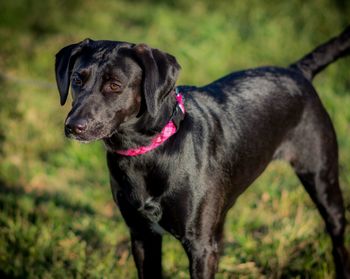 Dog looking away on grassy field