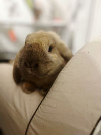 pet