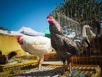 Birds on landscape against clear blue sky, foodmarket