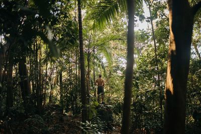 Rear view of man standing in forest