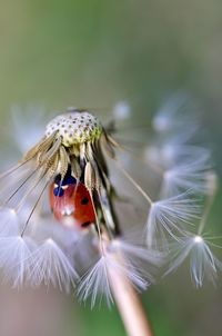 Close-up of ladybug on flower