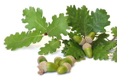 High angle view of green leaves on white background