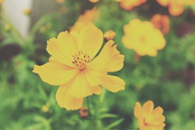 Close-up of yellow flower blooming outdoors