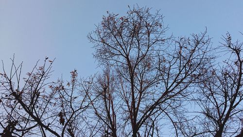 Low angle view of bare trees against clear sky