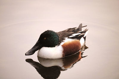 Close-up of duck swimming in lake