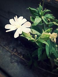 Close-up of white flowers blooming outdoors