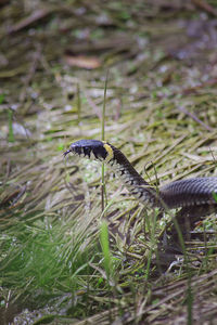 Close-up of lizard on grass