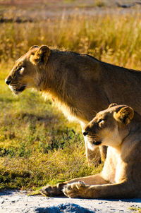 Side view of lion