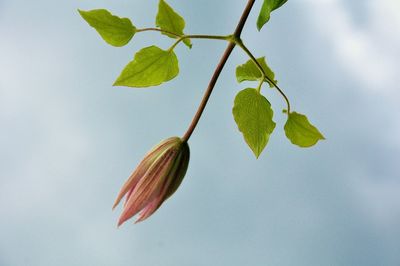 Low angle view of flowering plant